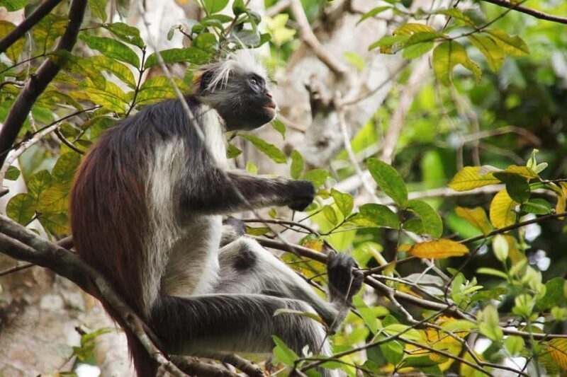 Zanzibar - Jozani forest tour & Blue Lagoon trip - An In-Depth Look at the Zanzibar - Jozani Forest & Blue Lagoon Tour