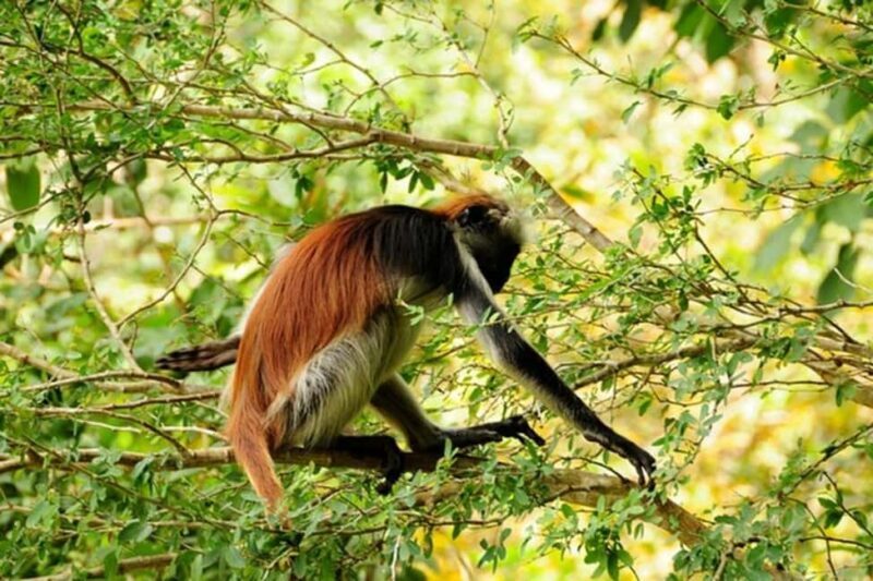 Zanzibar: Jozani forest tour & Spice farm tour with lunch - Key Points