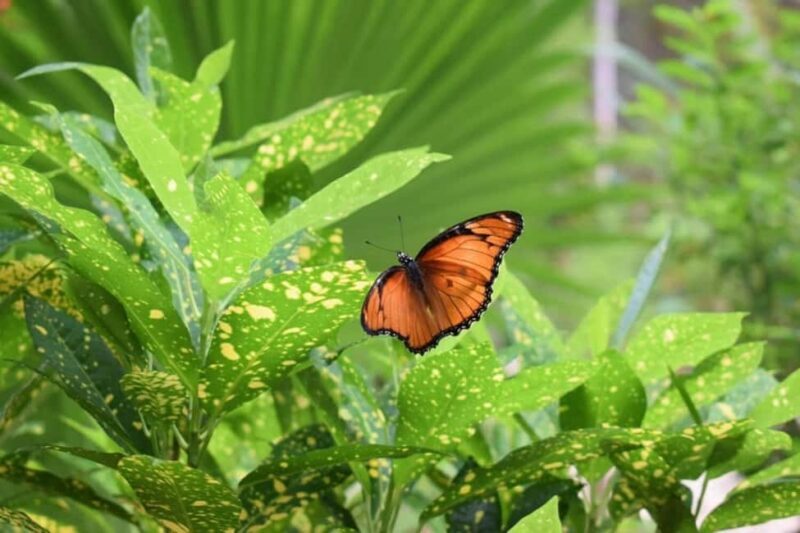 Zanzibar: Jozani forest tour & Spice farm tour with lunch - Practical Tips for Making the Most of Your Tour