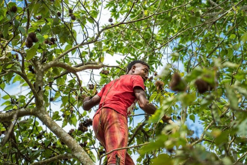 Zanzibar: Jozani forest tour & Spice farm tour with lunch - The Sum Up: Why This Tour Offers Great Value