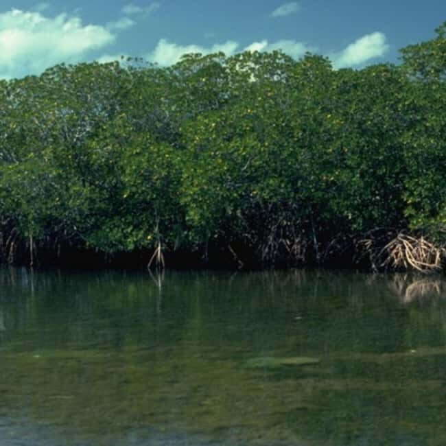 Zanzibar: Jozani Forest Tour - Key Points