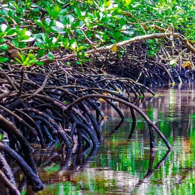 Zanzibar: Jozani Forest Tour - What to Expect on the Jozani Forest Tour