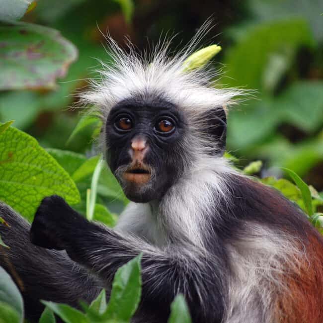 Zanzibar: Jozani Forest Tour - Practical Details and Tips