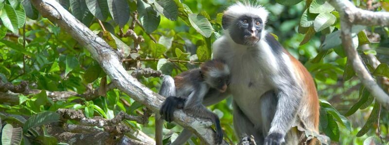 Zanzibar: Jozani Forest Watching Colobus Monkeys Guided Tour - Exploring Jozani Forest — What You Can Expect