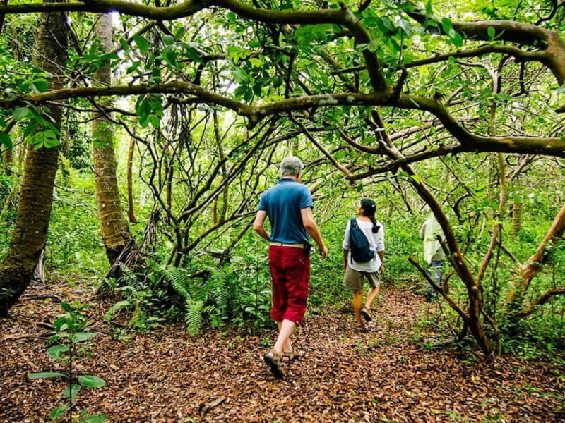 Zanzibar: Jozani Forest Watching Colobus Monkeys Guided Tour - The Sum Up
