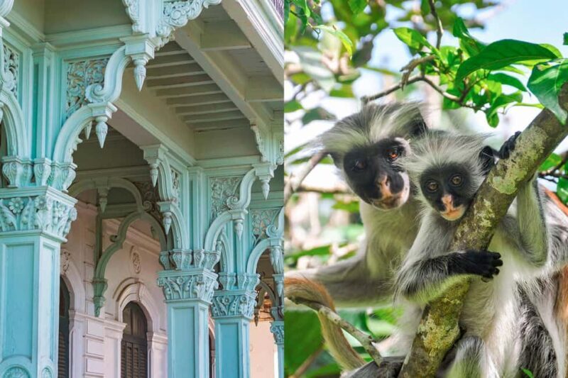 Zanzibar: Jozani Forest Watching Colobus Monkeys Guided Tour - FAQ