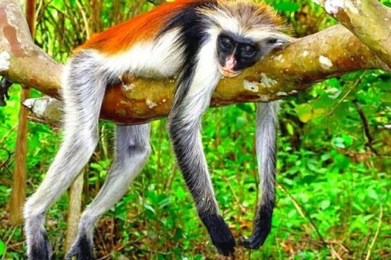 Zanzibar: Jozani Forest Watching Monkeys Half-Day Tour - Exploring the Heart of Zanzibar’s Nature
