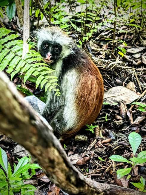Zanzibar: Jozani forest with Stone town walking tour - Key Points