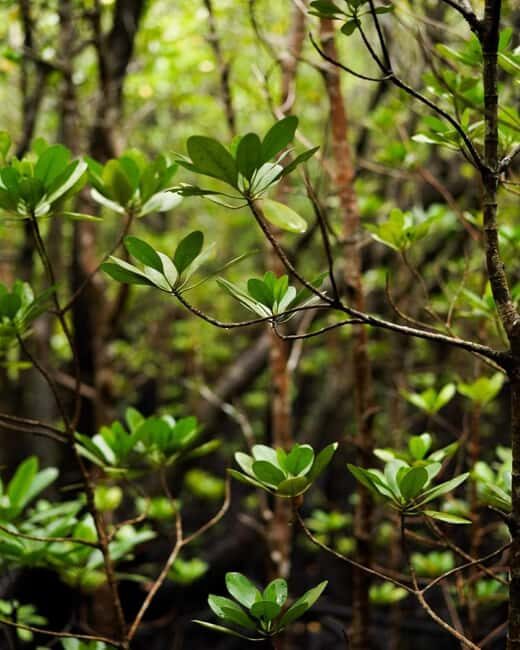 Zanzibar: Jozani forest with Stone town walking tour - Exploring Jozani Forest: Nature and Wildlife