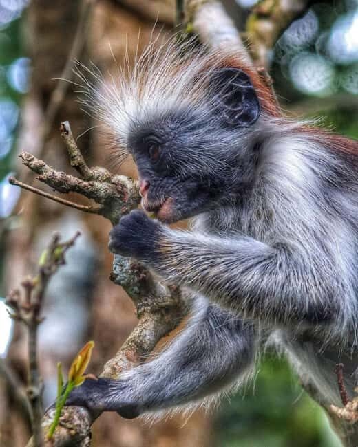 Zanzibar: Jozani forest with Stone town walking tour - Practical Details and Value
