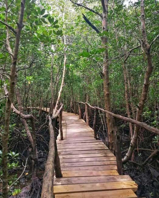 Zanzibar: Jozani forest with Stone town walking tour - The Sum Up: Who is this tour best for?