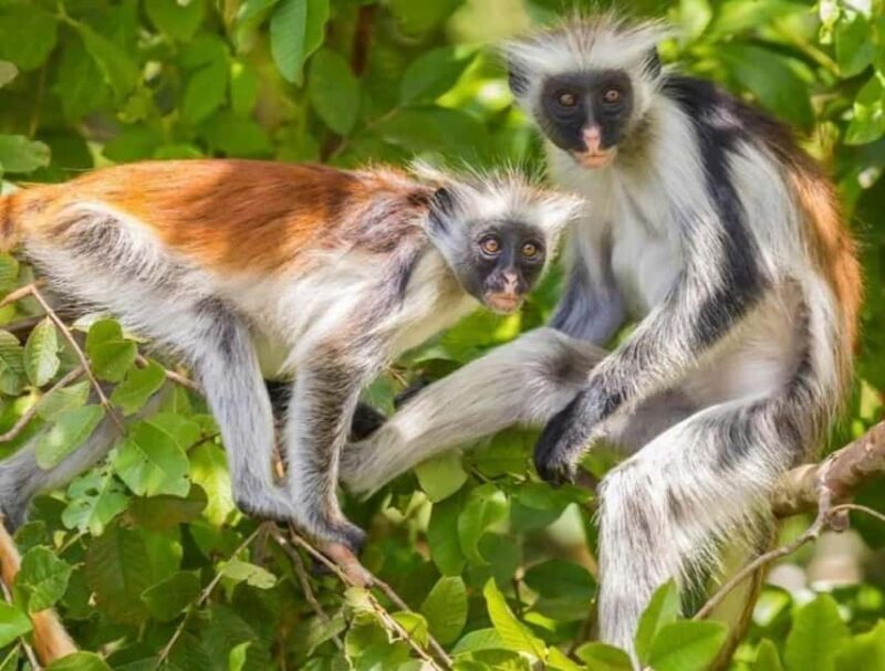 Zanzibar: Jozani forest, Zipline and Stone town city tour - Practical Details and Tips