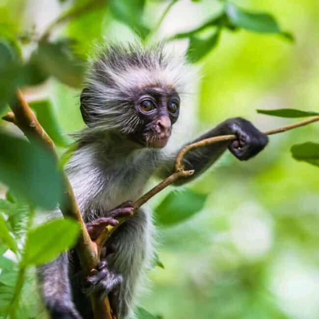 Zanzibar: Jozani Forest,Butterfly center and mtende beach - Key Points  