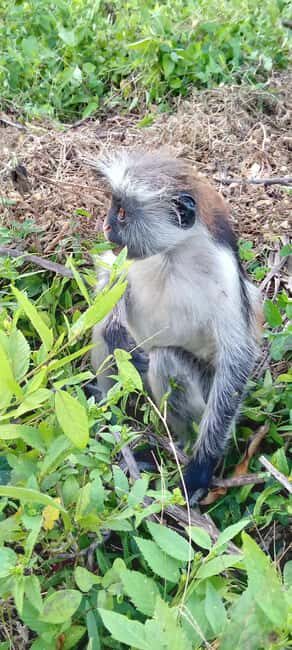 ZANZIBAR :Jozani forest,butterfly center and Paje beach - Discovering Zanzibar’s Natural Treasures