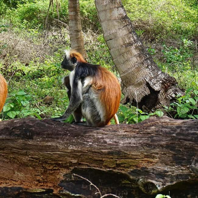 Zanzibar: Jozani Forest,butterfly center & Mtende beach tour - Key Points