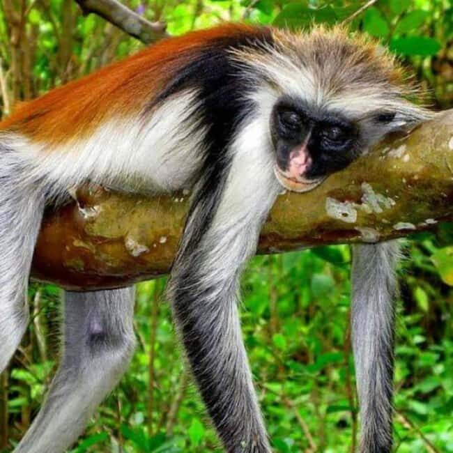 Zanzibar: Jozani Forest,butterfly center & Mtende beach tour - Introduction: What Makes This Tour Stand Out?