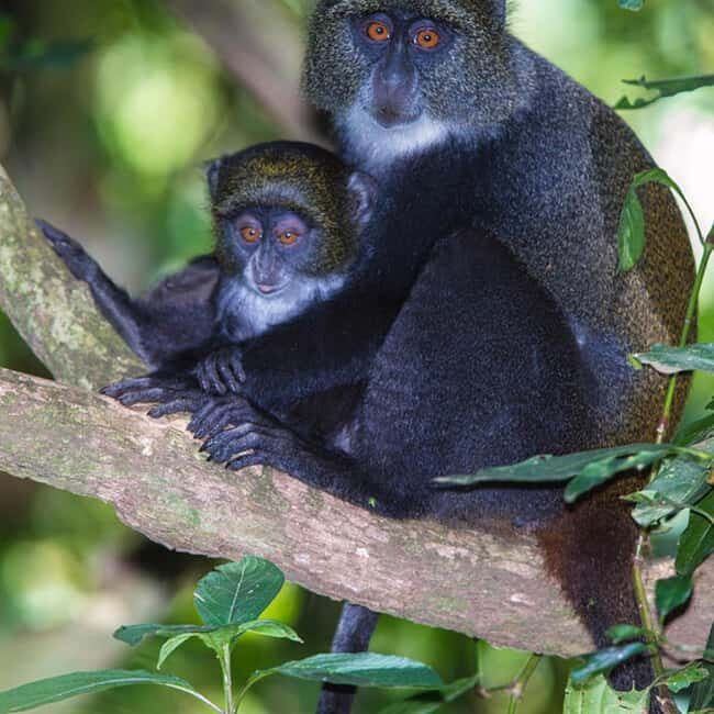 Zanzibar: Jozani Forest,butterfly center & Mtende beach tour - FAQ