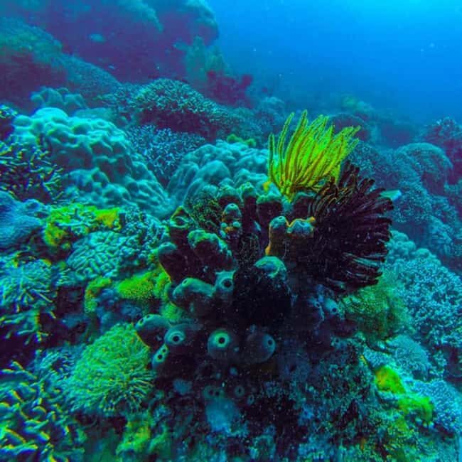 ZANZIBAR: Jozani Forest,Salaam Cave, The Rock & Blue Lagoon - Key Points
