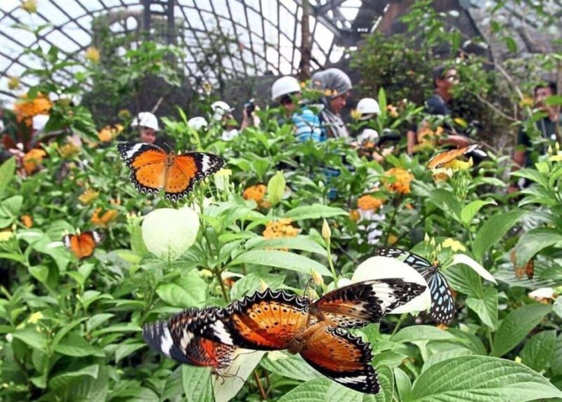 Zanzibar: Jozani Monkeys, Butterfly Garden & Reptile Park - Key Points