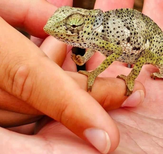 Zanzibar: Jozani Monkeys, Butterfly Garden & Reptile Park - Why This Tour Matters for Eco-Conscious Travelers