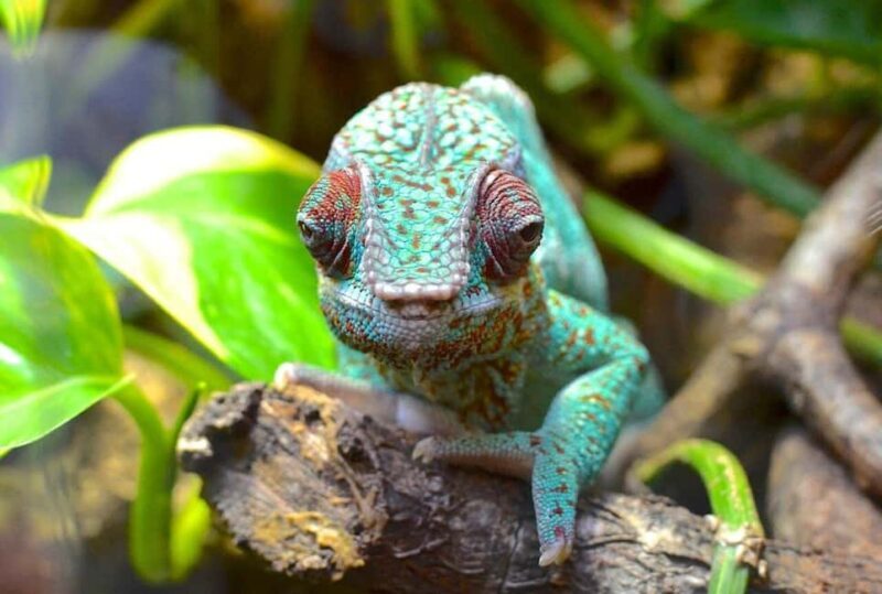 Zanzibar: Jozani Monkeys, Butterfly Garden & Reptile Park - Frequently Asked Questions
