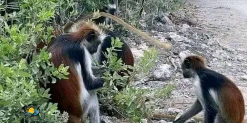 Zanzibar: Jozani National Park & Butterflies Guided Tour - Exploring the Heart of Zanzibar’s Forests and Wildlife