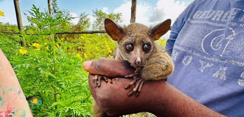 Zanzibar: Jozani National Park & Butterflies Guided Tour - Final Thoughts: Who’s This Tour For?