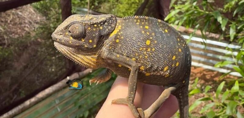 Zanzibar: Jozani National Park & Butterflies Guided Tour - FAQ