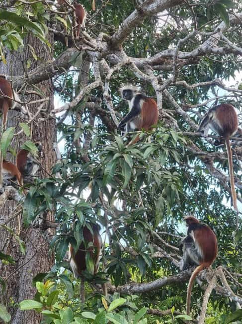 Zanzibar: Jozani nature walk and wildlife tour - FAQs