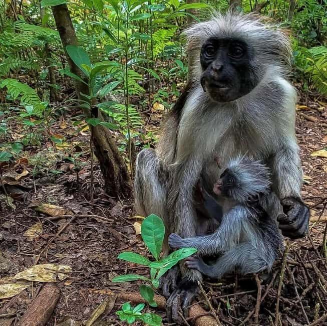 Zanzibar: Jozani nature walk and wildlife tour - Final Thoughts
