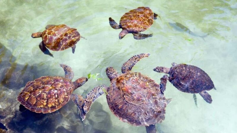 Zanzibar: Jozani Red Colobos Monkey & Salaam Turtle Santuary - Who Will Love This Tour?