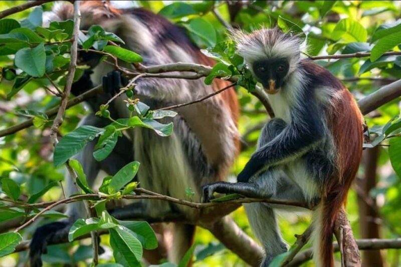 Zanzibar: Jozani Red Colobos Monkey & Salaam Turtle Santuary - Frequently Asked Questions