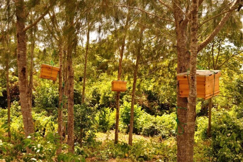 Zanzibar: Kiwengwa Forest and Beach Tour - Relaxing at Kiwengwa Beach