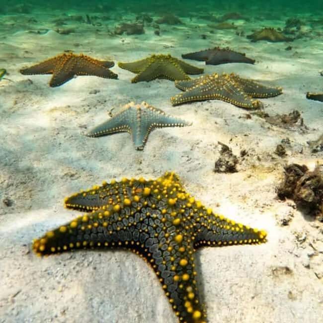 Zanzibar: Kiwengwa Reef Snorkeling and Sailing Tour - Who Is This Tour Best For?