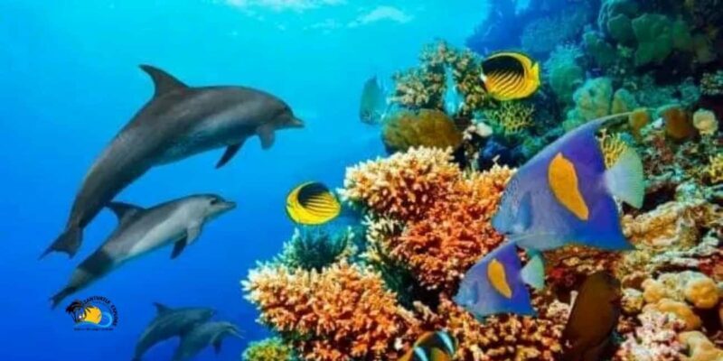 Zanzibar: Kizimkazi Dolphins Tour with Swimming & Snorkeling - An In-Depth Look at the Kizimkazi Dolphins Tour