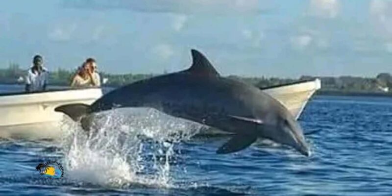 Zanzibar: Kizimkazi Dolphins Tour with Swimming & Snorkeling - Who Is This Tour Best Suited For?