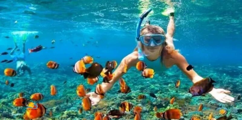 Zanzibar: Kizimkazi Dolphins Tour with Swimming & Snorkeling - The Sum Up