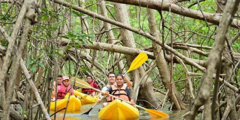 Zanzibar: Mangrove Forest Kayaking Tour & Paje Beach Visit - Zanzibar: Mangrove Forest Kayaking Tour & Paje Beach Visit