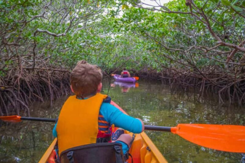 ZANZIBAR: Mangrove Kayaking Tour with Lunch - A Closer Look at the Itinerary and Experience