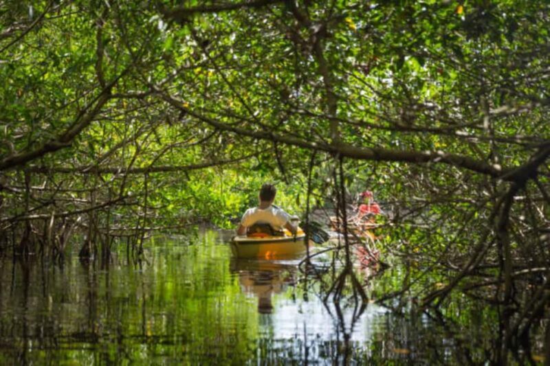 ZANZIBAR: Mangrove Kayaking Tour with Lunch - What to Expect in Terms Logistics and Practicalities