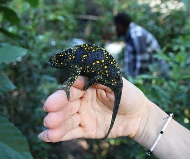 ZANZIBAR : mangroves kayak tour at Uzi island with fruits - Key Points