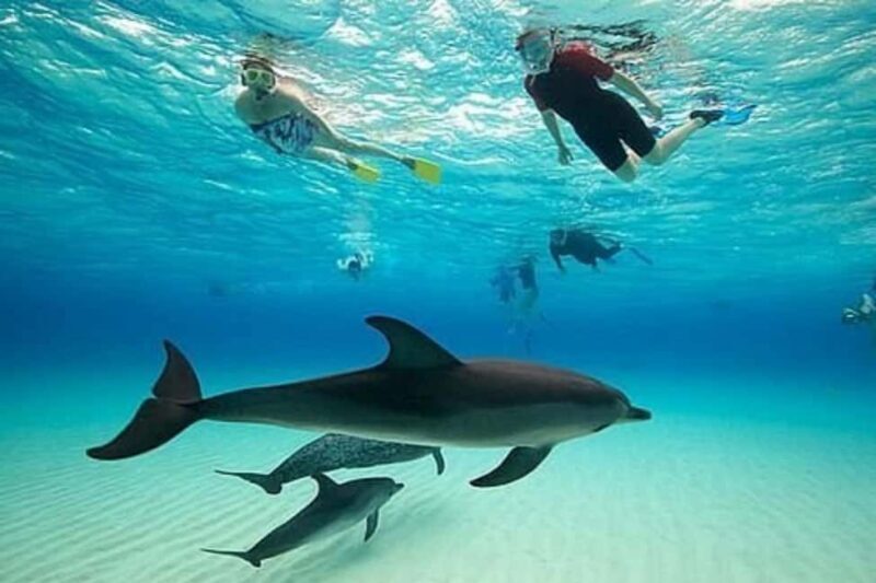 Zanzibar: Menemba island, Jozazi forest and Sea turtles tour - Zanzibar: Menemba Island, Jozani Forest, and Sea Turtles Tour