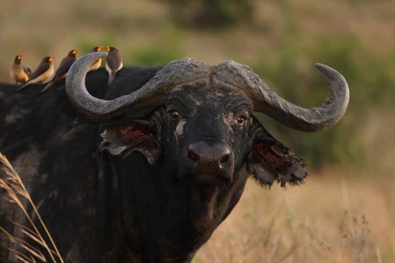 Zanzibar & Mikumi 5-Day Fly-In Safari - Accommodation & Transportation