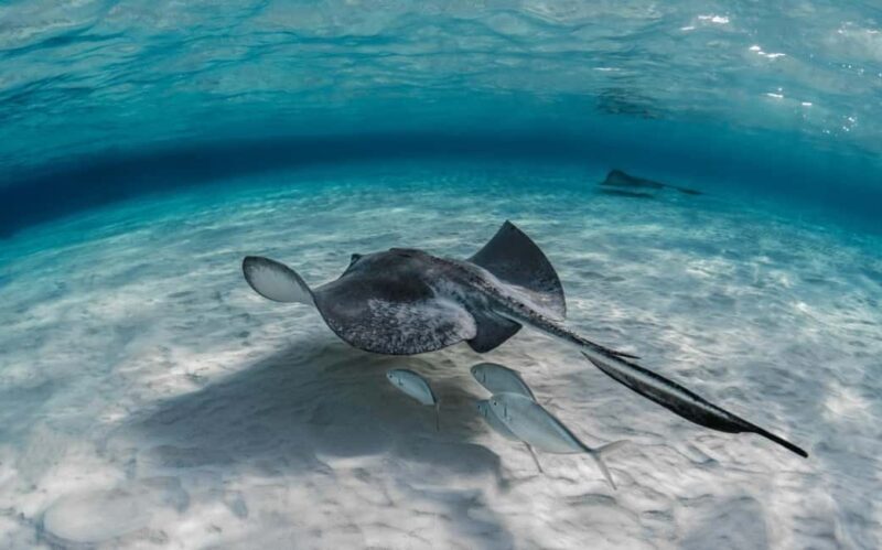 Zanzibar & Mikumi 5-Day Fly-In Safari - FAQ