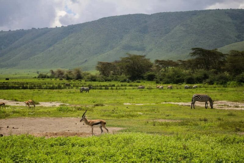Zanzibar: Mikumi National Park 2-Day Safari with Flights - Who Is This Tour Best For?