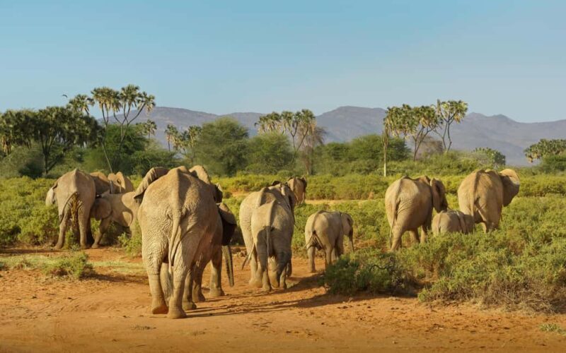 Zanzibar: Mikumi National Park 2-Day Safari with Flights - The Sum Up