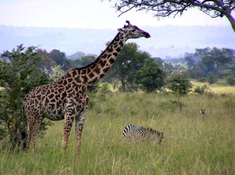 Zanzibar: Mikumi National Park Day Trip with Flight - Key Points