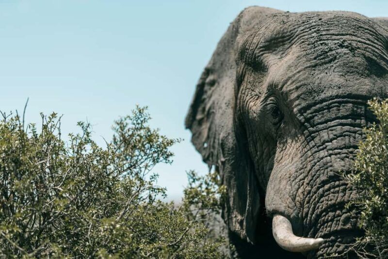 Zanzibar: Mikumi National Park Day Trip with Flights - Who Should Consider This Tour?