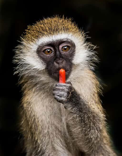 Zanzibar: Mikumi National Park Day Trip with Flights - FAQ