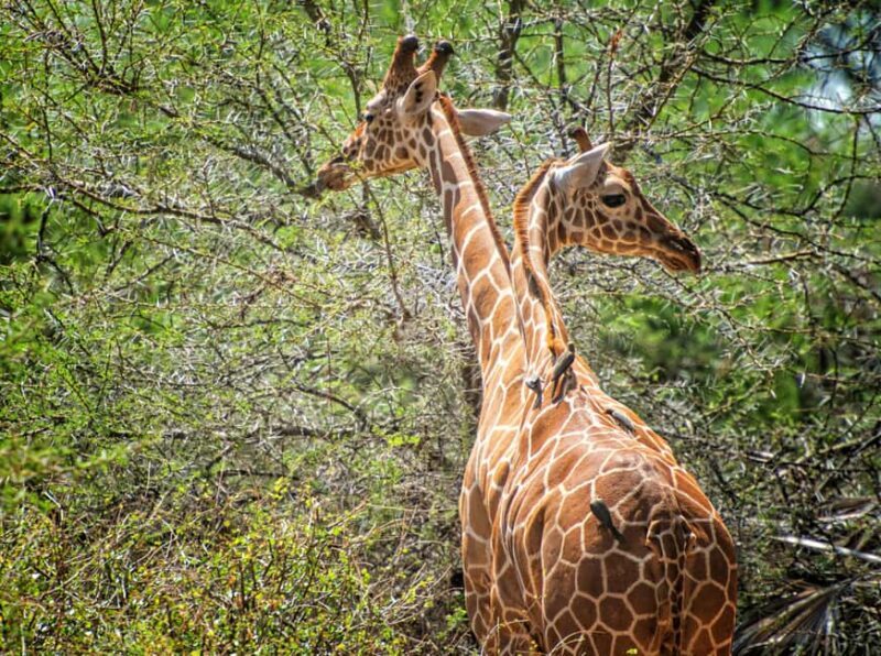 Zanzibar: Mikumi National Park Day Trip with Flights - In Closing